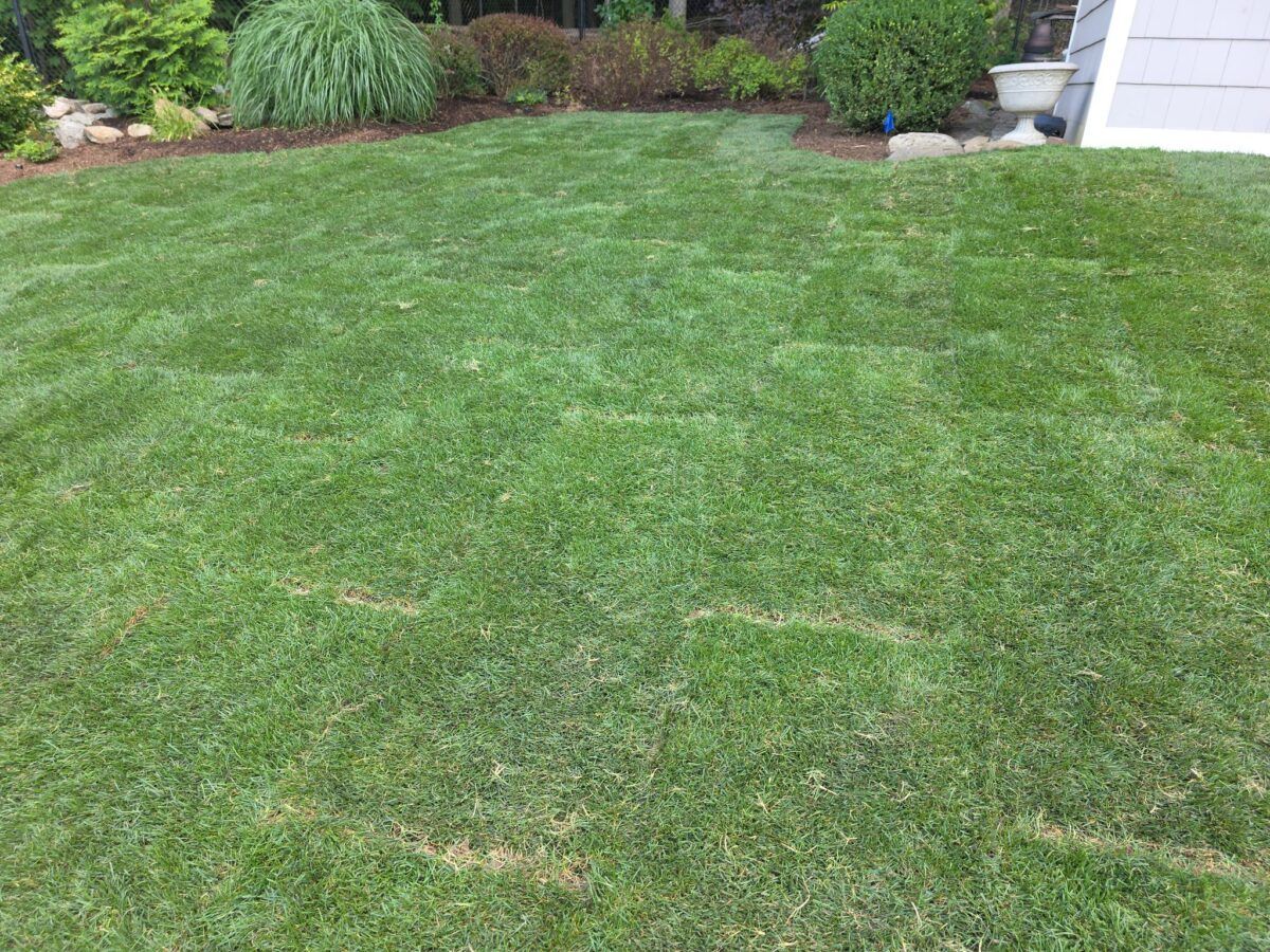 Backyard and Pool Lawn in Islip: after (16 of 16)