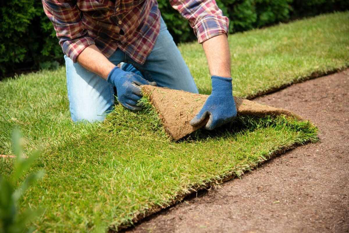 Fresh sod installation for a sandy Long Island lawn