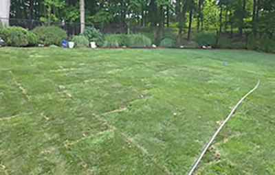 Commercial sod installation planning for a Long Island HOA or property manager common-area lawn