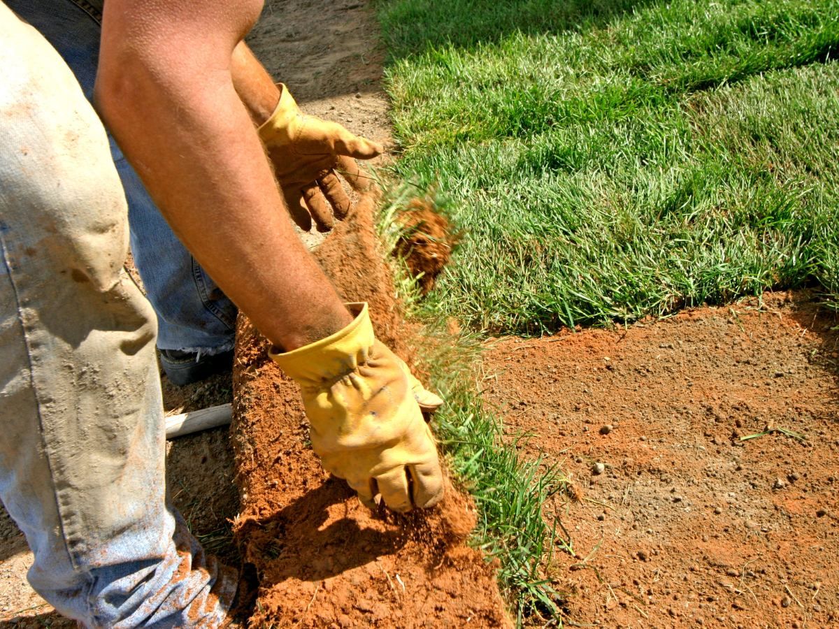 Installing Zoysia sod for a sunny Long Island lawn with prepared soil and local site conditions.
