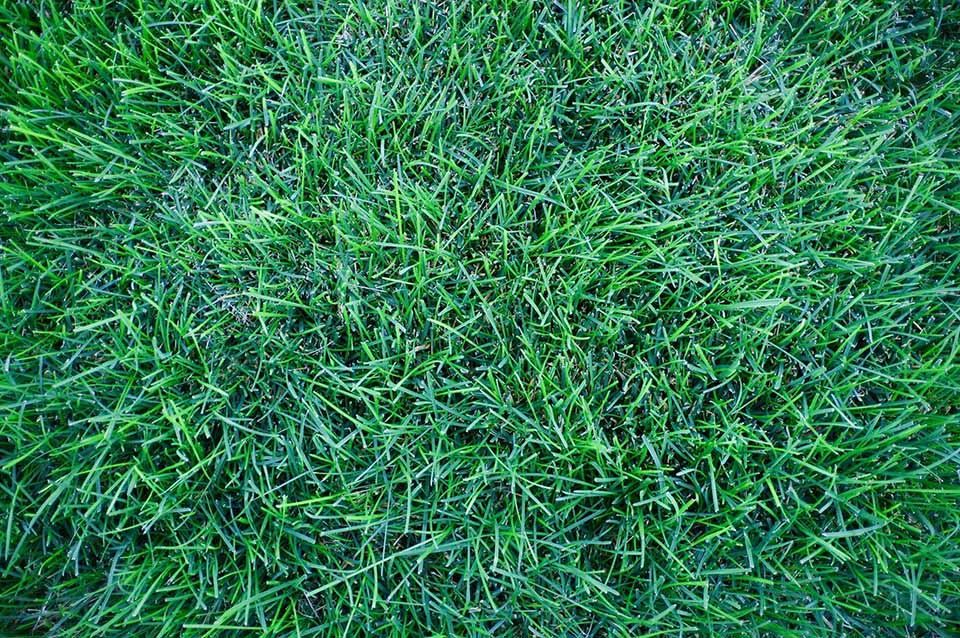 Close up of fresh sod