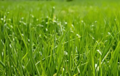 Sod delivery access and lawn staging for a Long Island property