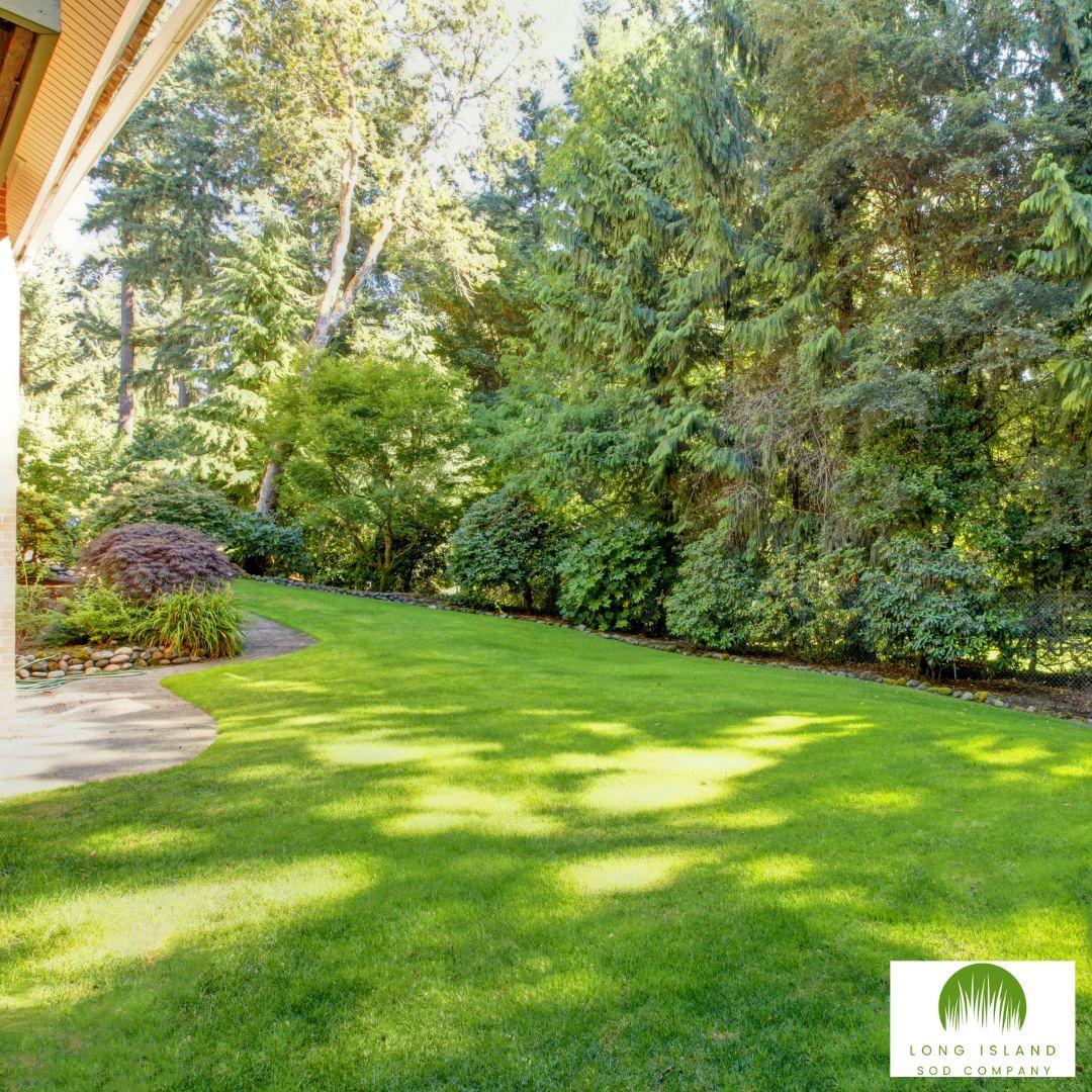 How to Keep Sod Green During Long Island’s Summer Heat Waves
