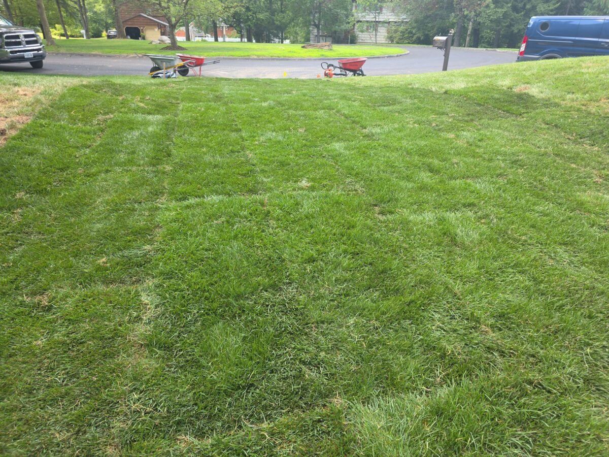 lawn with fresh sod